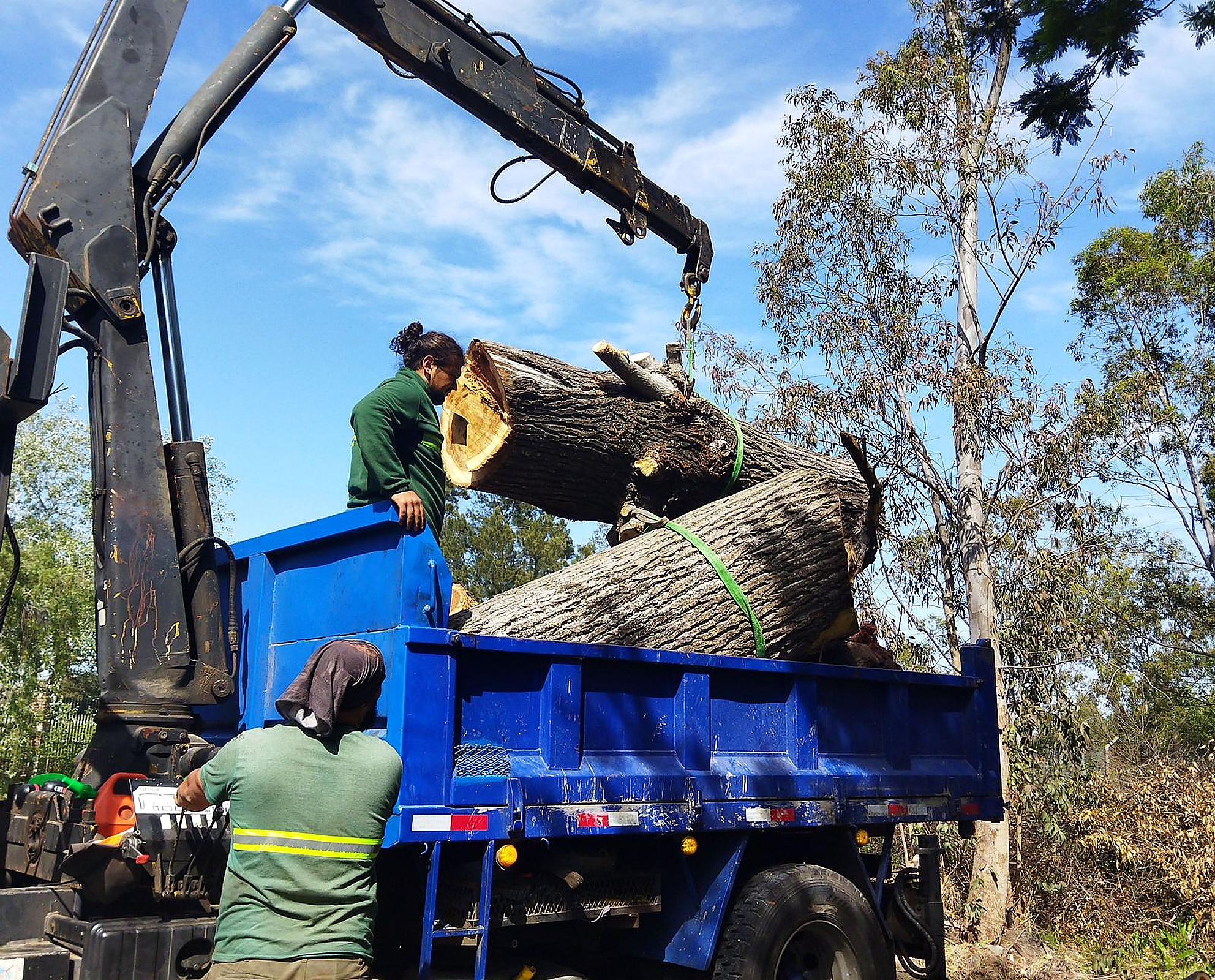 Emergency tree service debris cleanup and hauling in Chatsworth