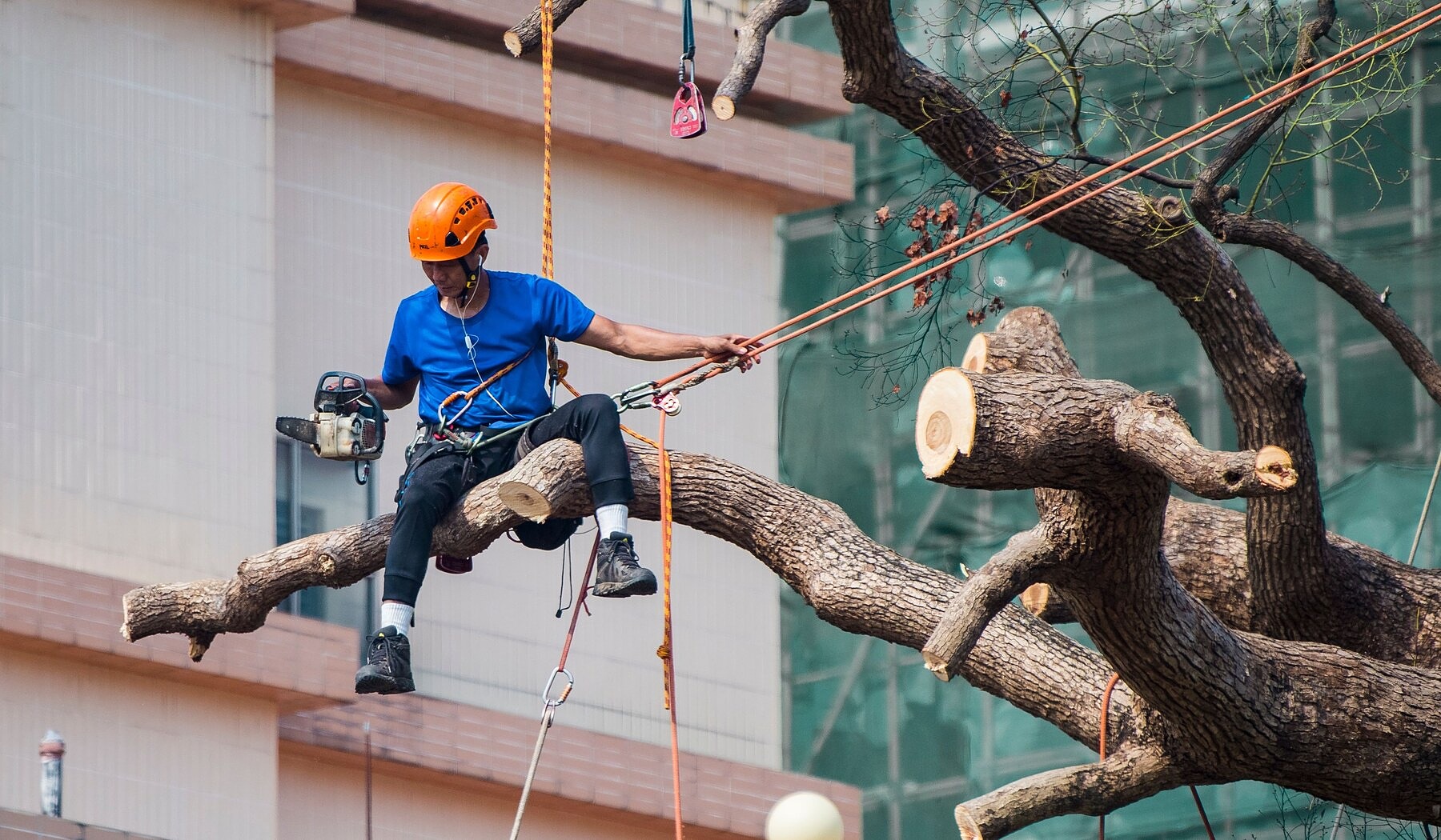 Aerial inspection of mature tree branches and unions in Chatsworth Georgia