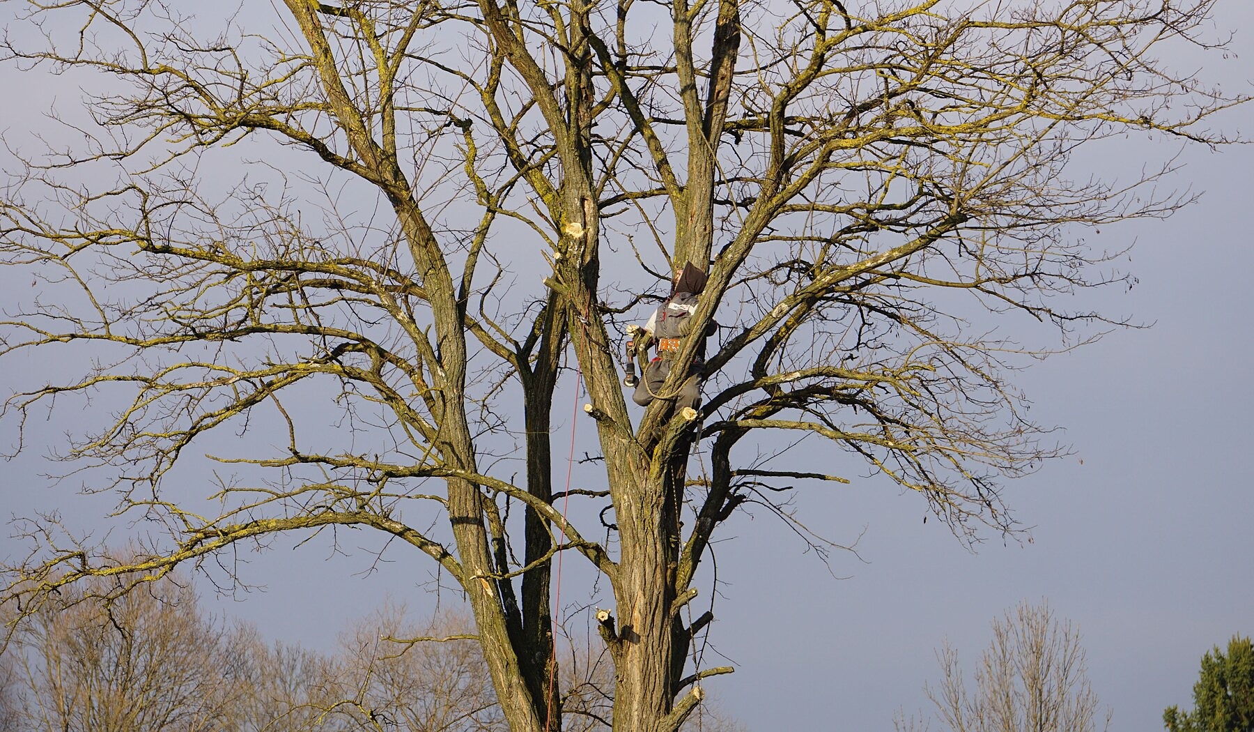 Arborist assessing canopy structure and dead limbs in Chatsworth Georgia