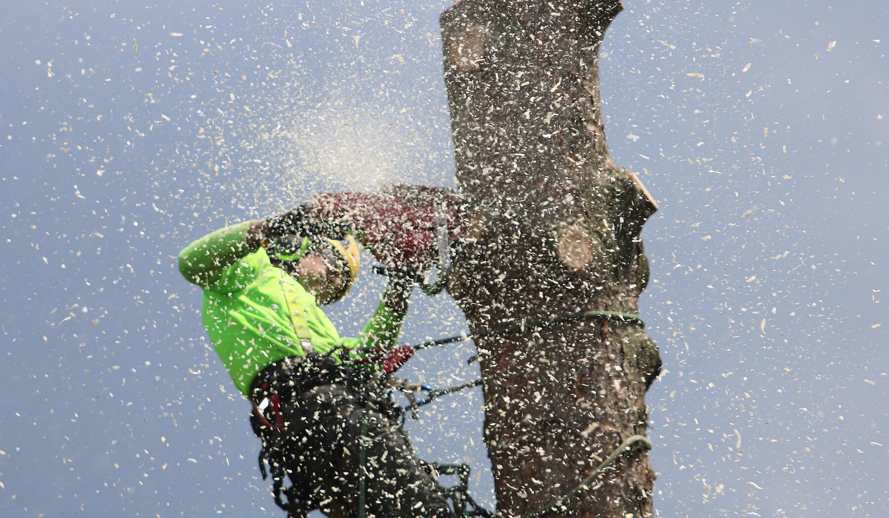 Professional inspection of trunk defects and decay on a Chatsworth Georgia tree