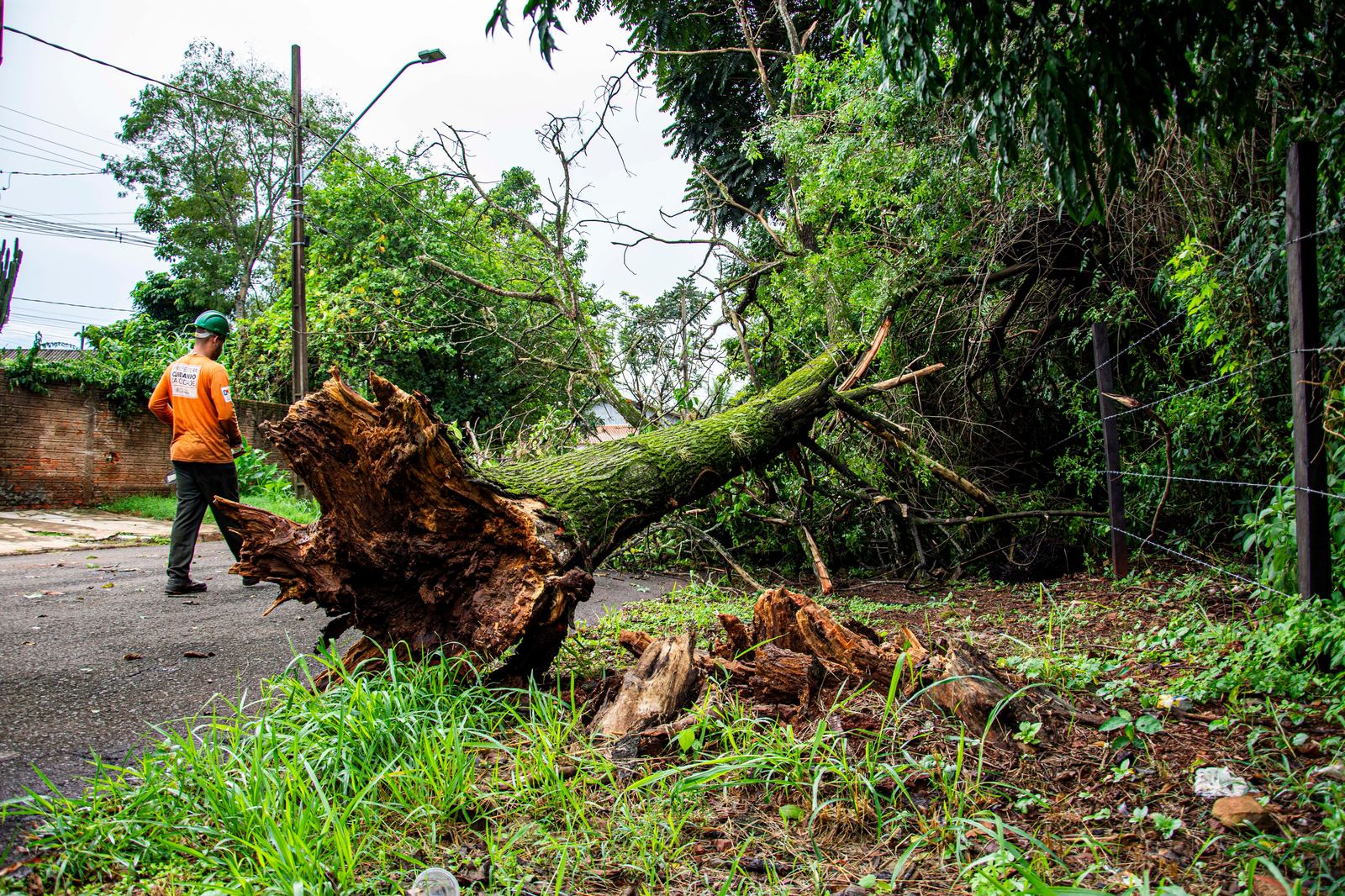 Tree service crew responding to a fallen storm-damaged tree