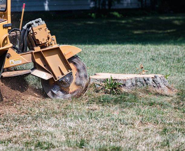 Stump grinding machine grinding down a tree stump