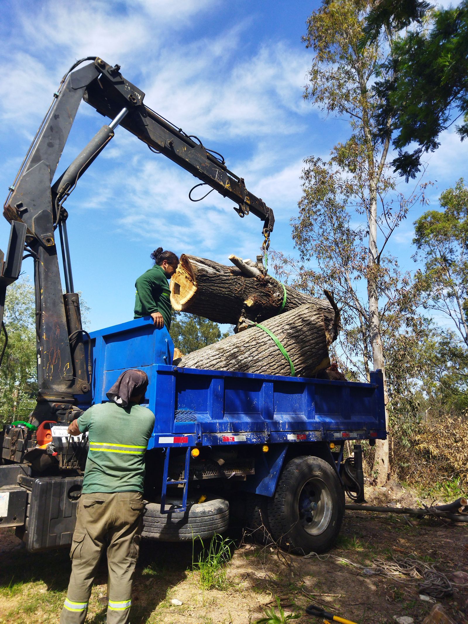 Tree service crew loading cut logs onto a crane truck during a tree removal
