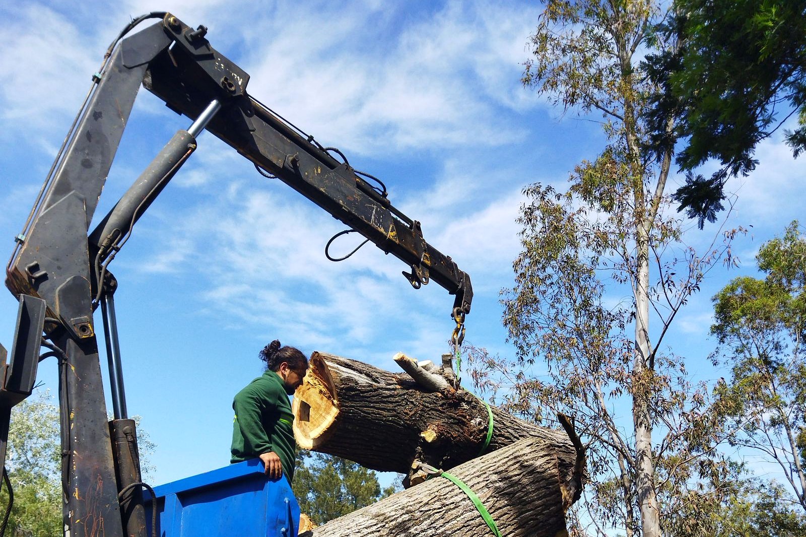 Tree specialist evaluating a mature tree for safety risks in Chatsworth Georgia