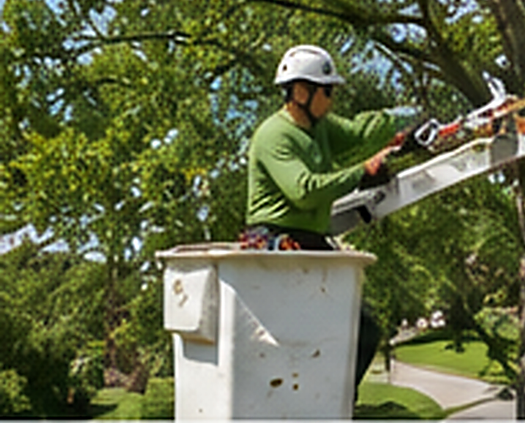Tree canopy raising for roof and driveway clearance in Chatsworth Georgia