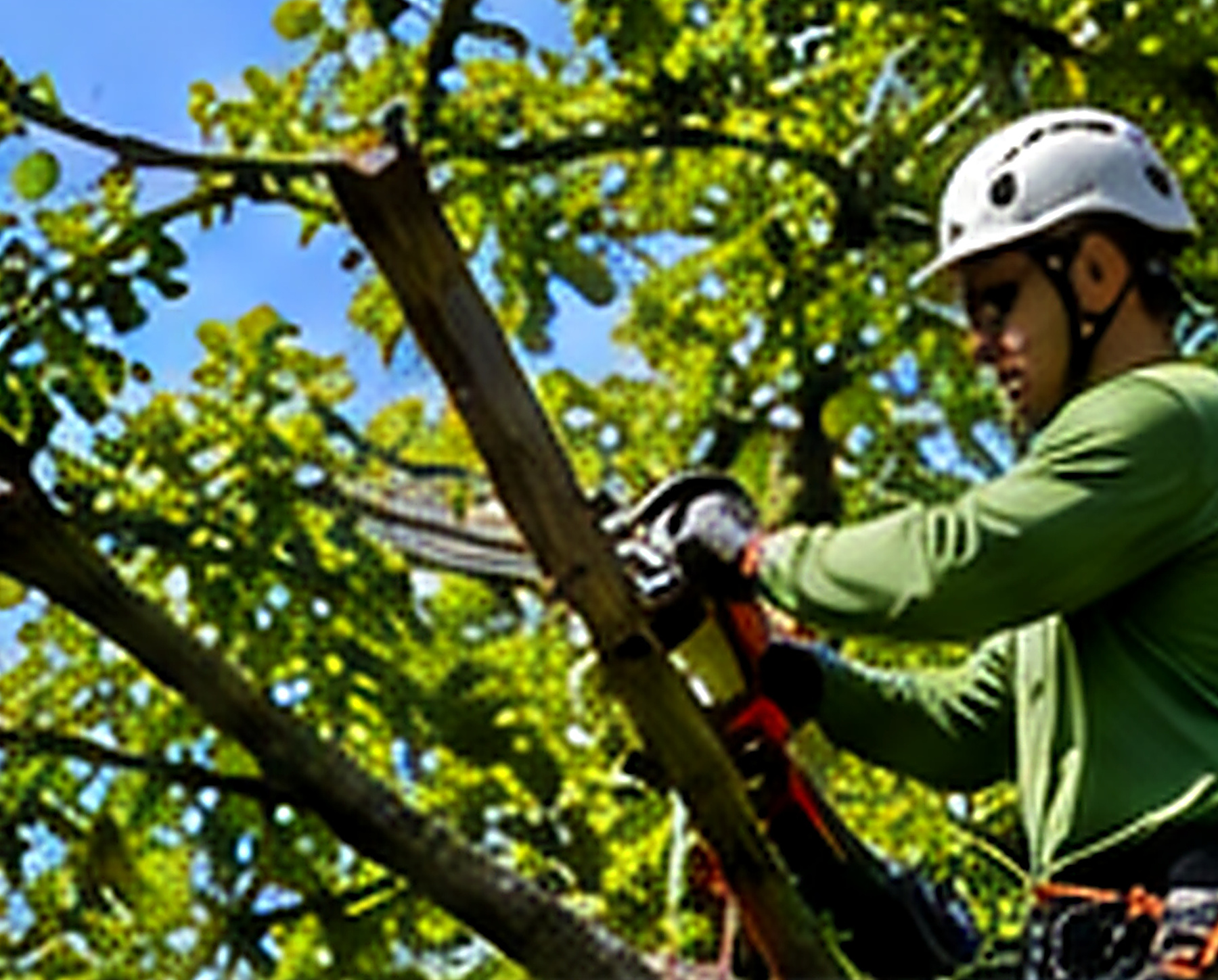 Professional crown thinning on a mature tree in Chatsworth Georgia