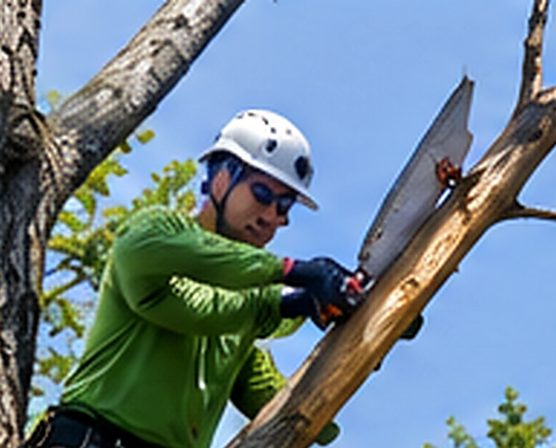 Arborist removing dead branches from a tree in Chatsworth Georgia