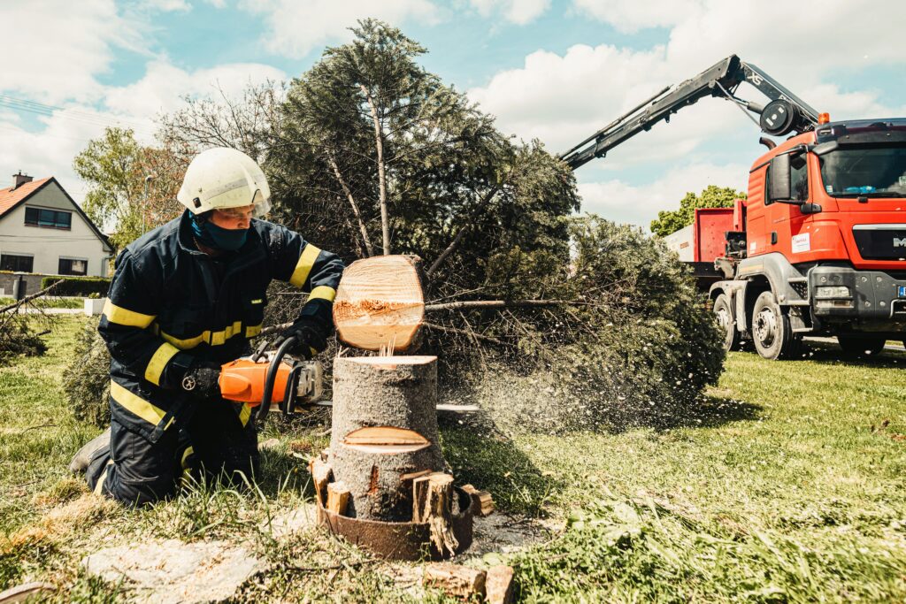 tree removal service in Chatsworth GA 