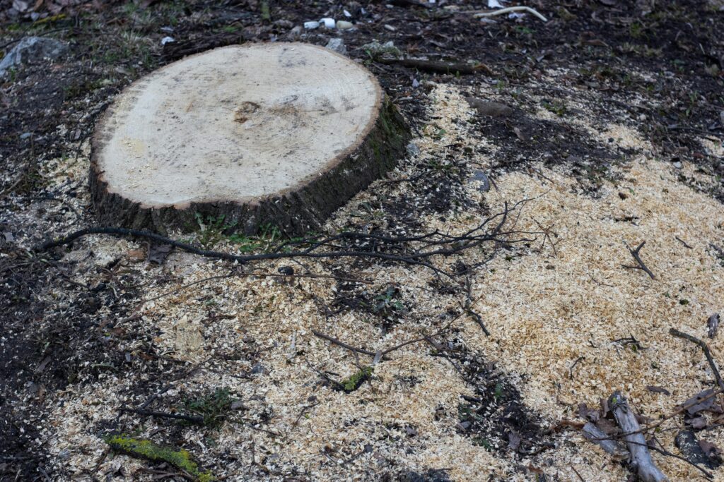 Stump Grinding in Chatsworth 